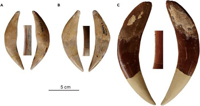 Una matriz de dientes de sable de Dinofelis, Lokotunjailurus y Adeilosmilus