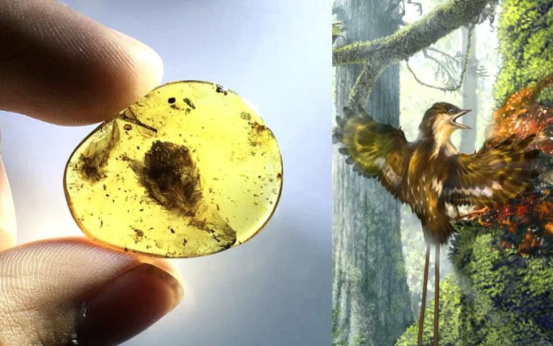 Ámbar antiguo revela cómo algunas aves sobrevivieron a la extinción masiva causada por un asteroide
