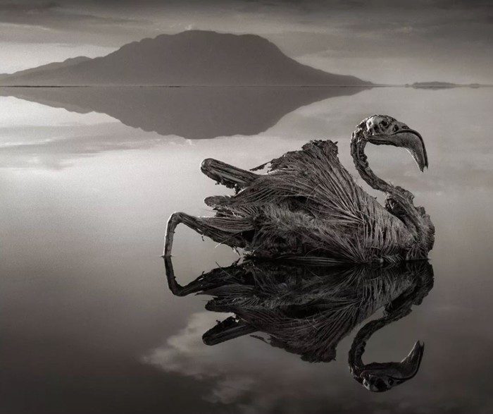 El cuerpo de un flamenco en el lago Natron, capturado por el fotógrafo Rick Brandt