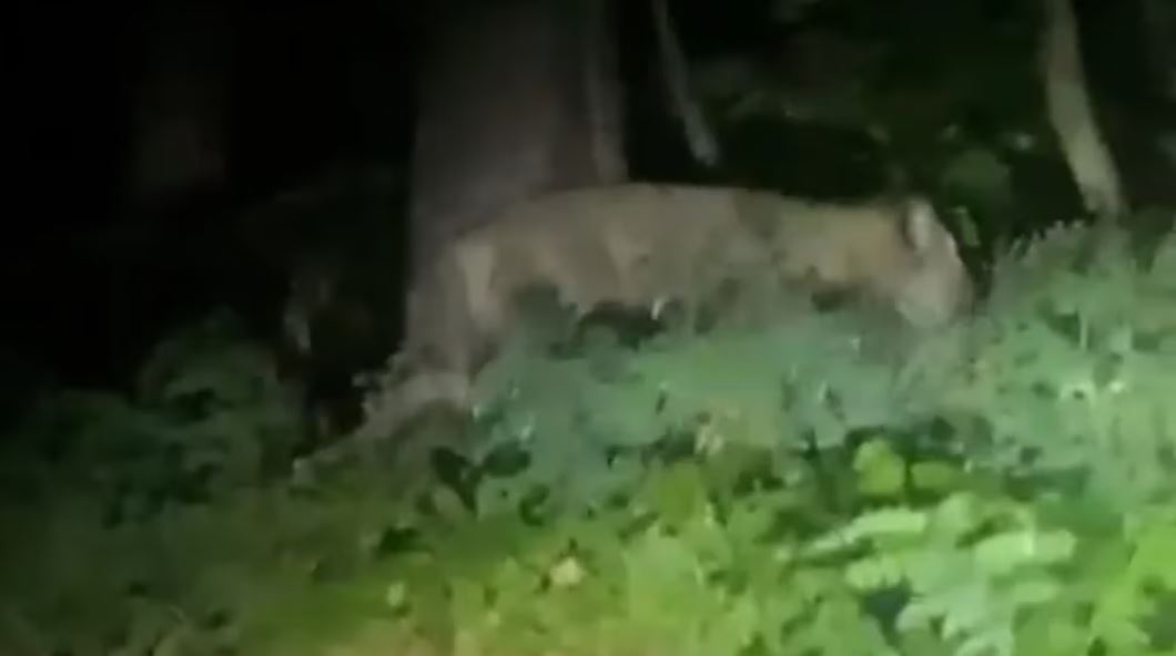 Grabación de video donde se puede ver al animal en medio de la noche