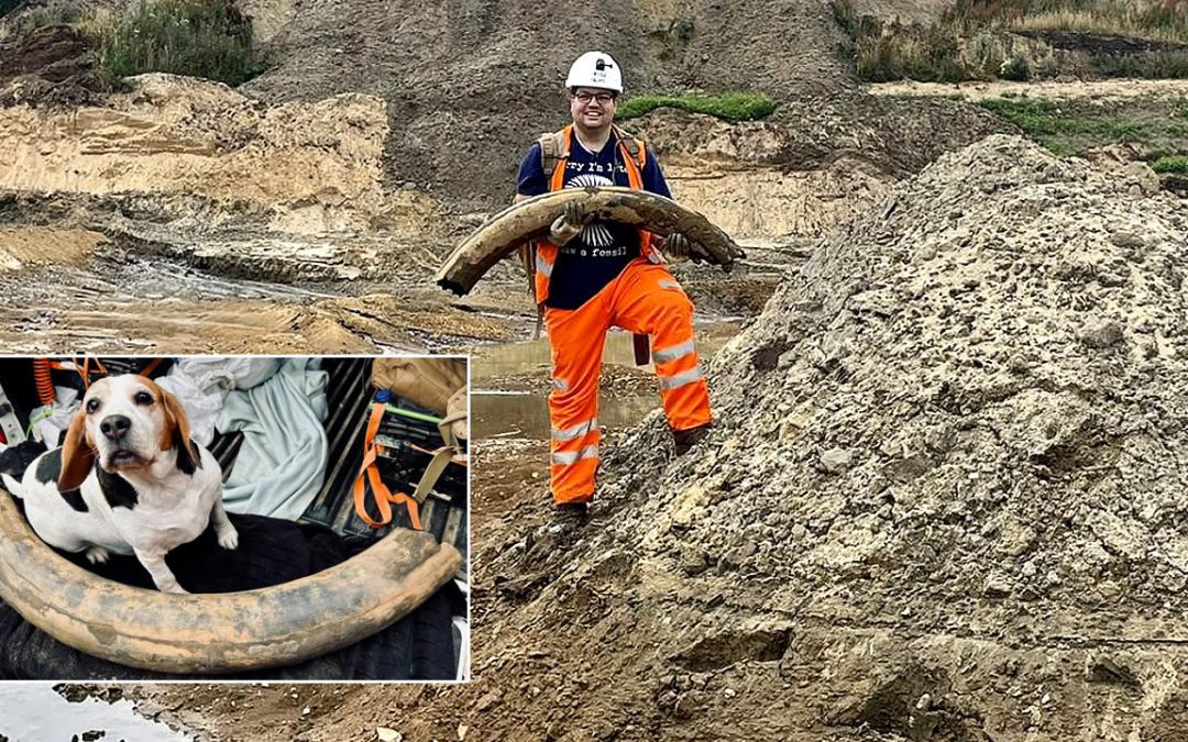 Descubren un colmillo de mamut de 450.000 años en cantera de Inglaterra
