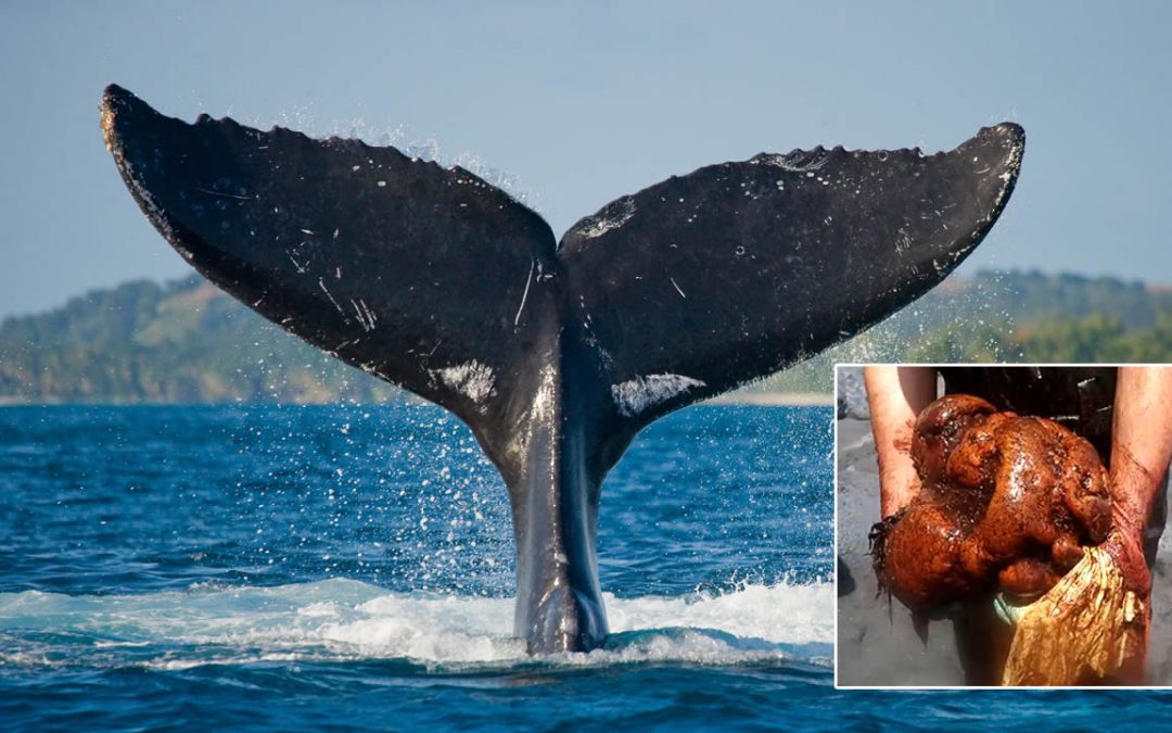 Encuentran “oro flotante” por el valor de 500.000 euros en el interior de una ballena