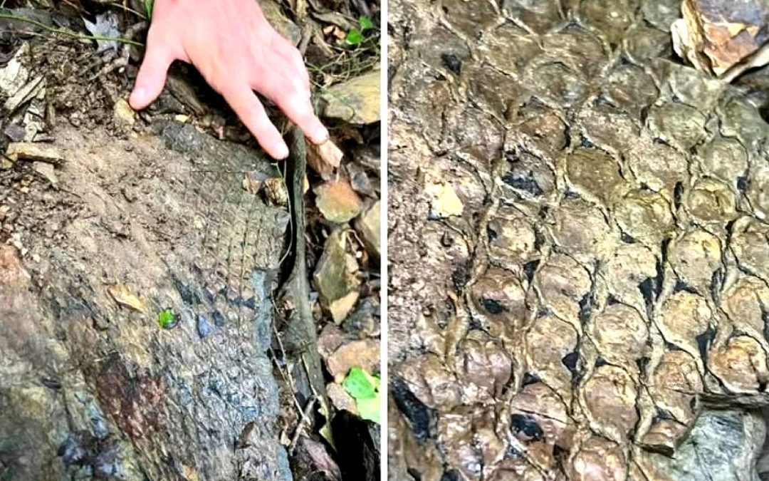 Un misterioso fósil con “escamas” es hallado en un arroyo en Alabama
