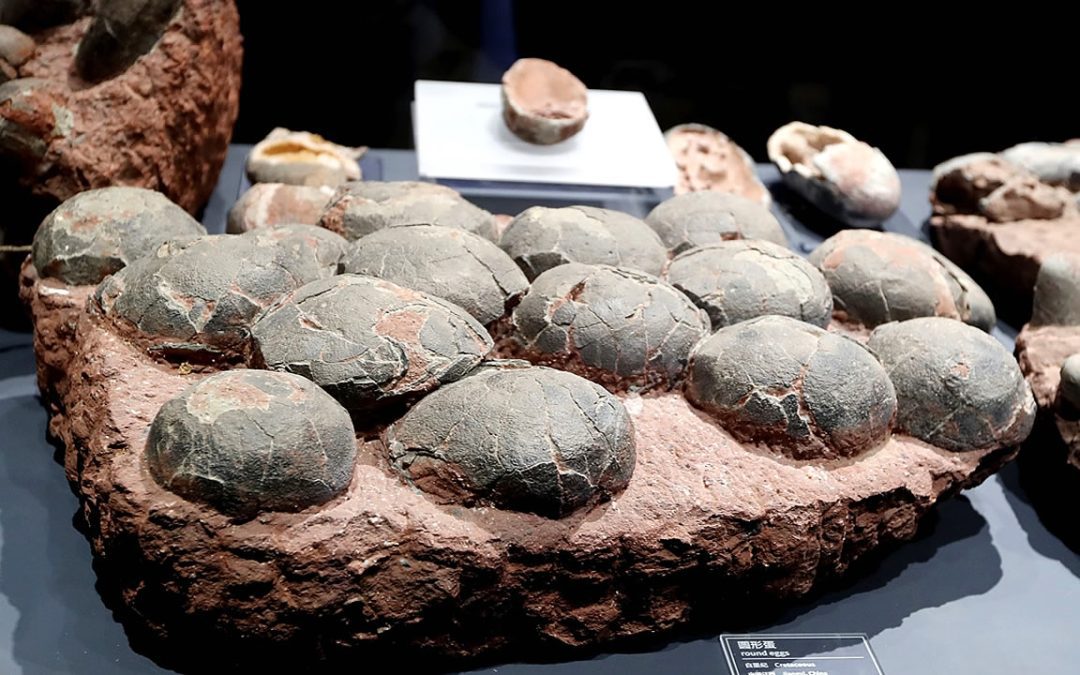 El sorprendente hallazgo de 256 huevos fosilizados de dinosaurio en India