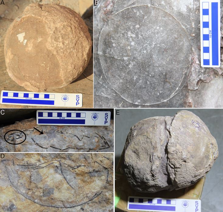 Algunos de los huevos fosilizados encontrados en India. Varios muestran que no eclosionaron