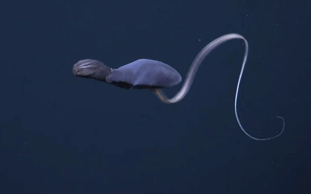 Observan una extraña criatura “alienígena” de aguas profundas que expande su estómago