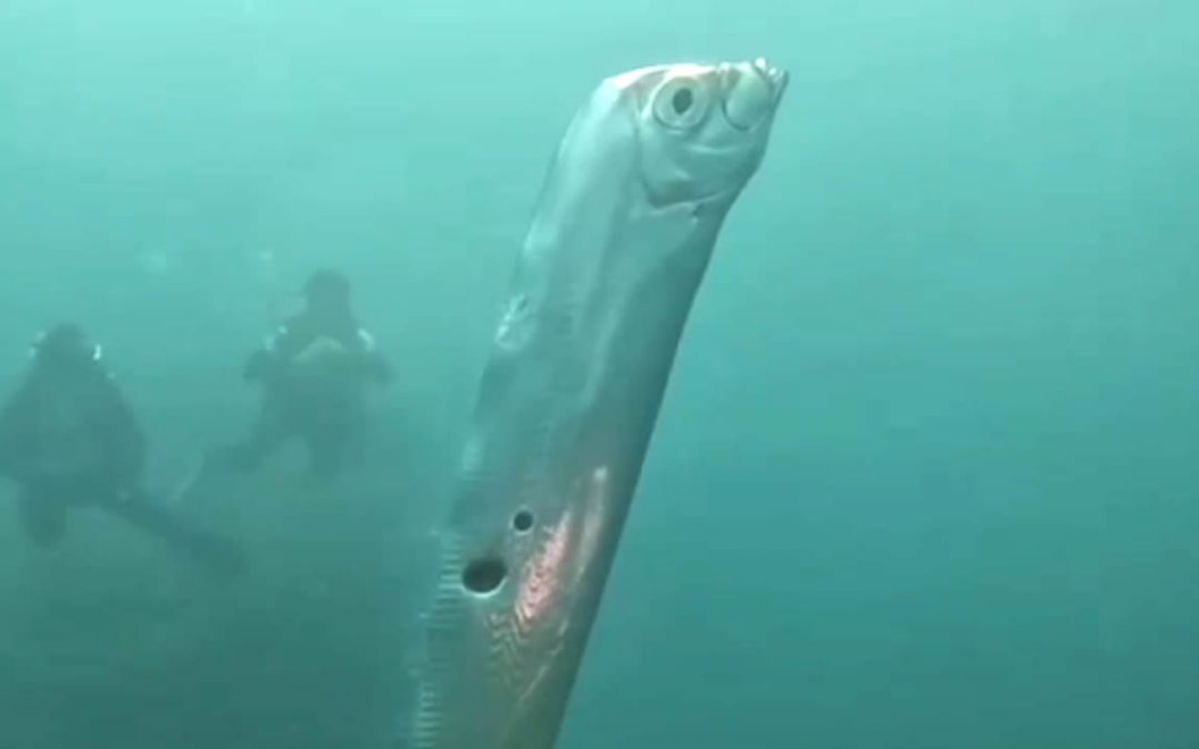 Buzos se encontraron con un pez remo, que aparece antes de un desastre, según la leyenda