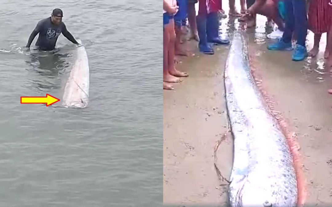 Pez remo de 3 metros de largo sale a la orilla del mar en la costa norte de Perú
