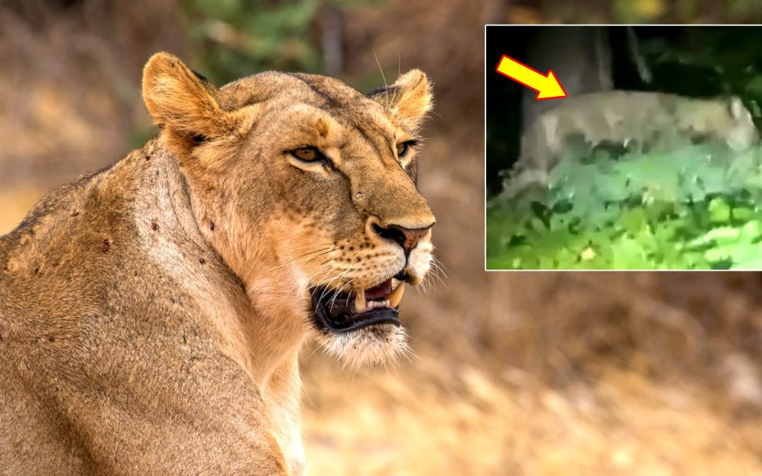 Policía de Alemania busca intensamente una leona que andaría suelta en suburbios de Berlín
