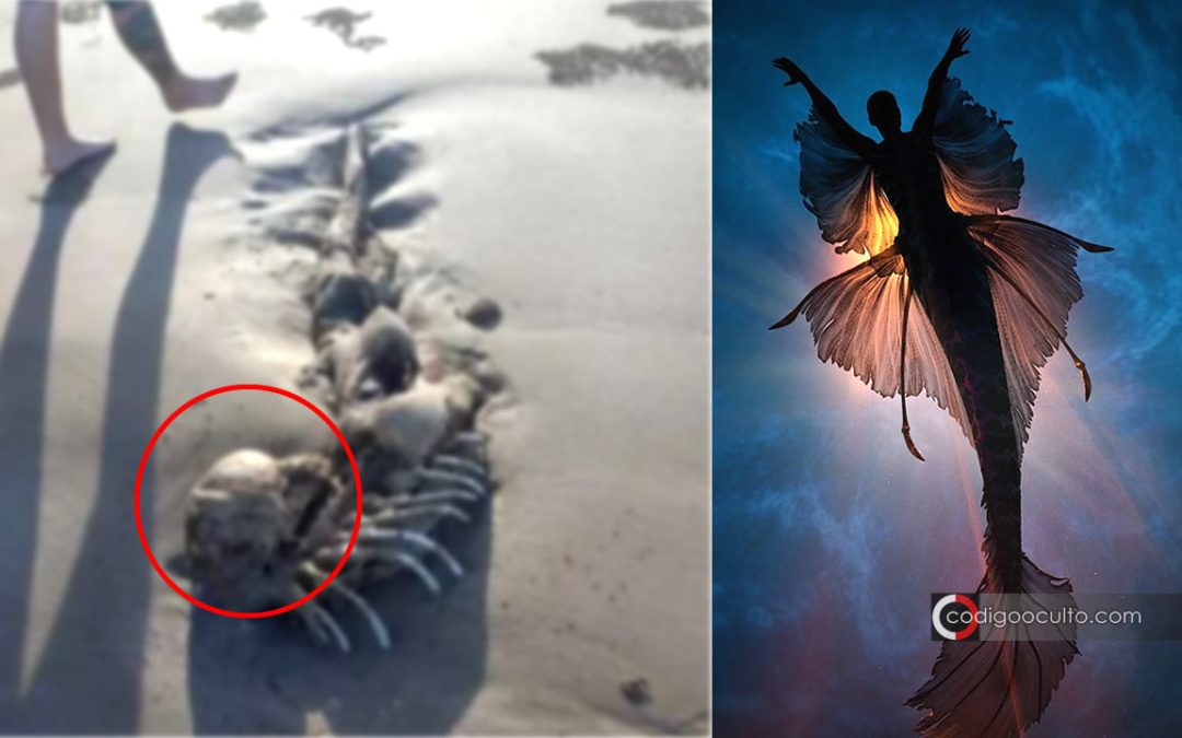 Restos de una criatura similar a una sirena aparecen en una playa de Australia
