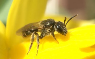 Abejas ya existían hace 120 millones de años y surgieron en un continente hoy desaparecido