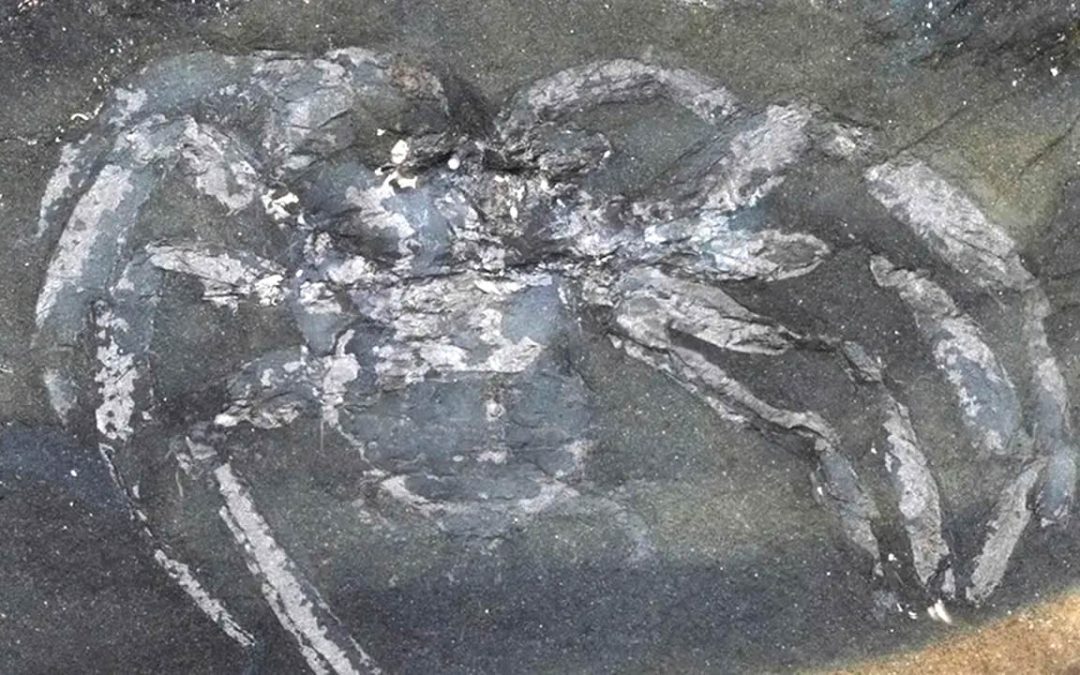 Hallan fósil de una antigua especie de araña de 310 millones de años en Alemania