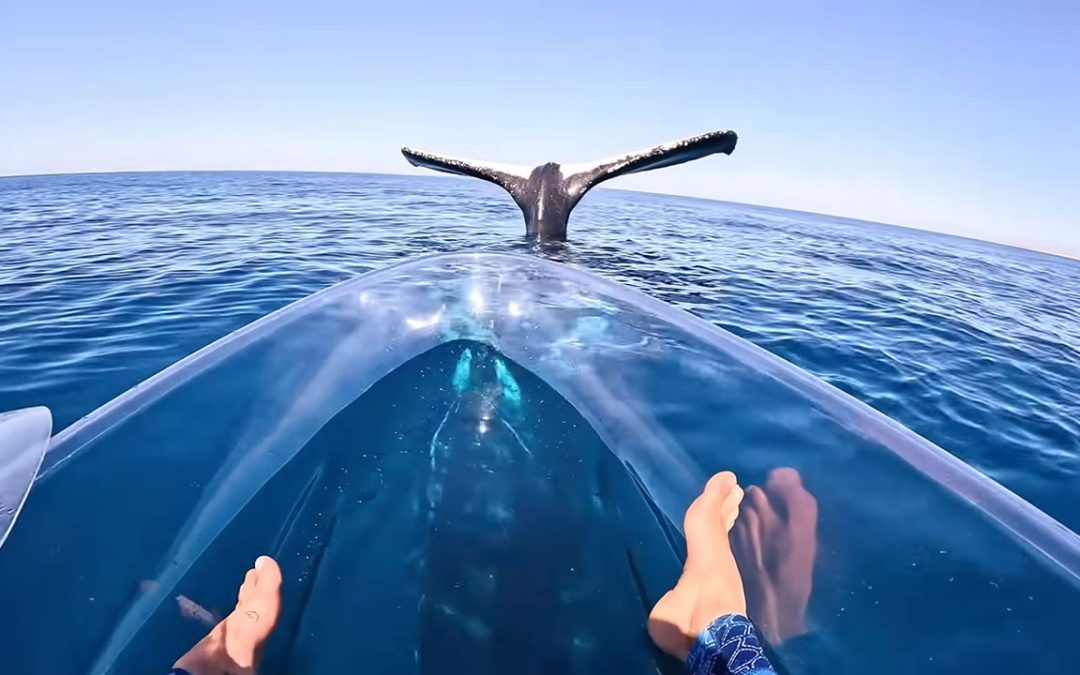 Hombre en kayak se encuentra con una ballena casi “inmóvil” en posición vertical