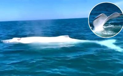 Avistan una ballena blanca en el mar de Perú