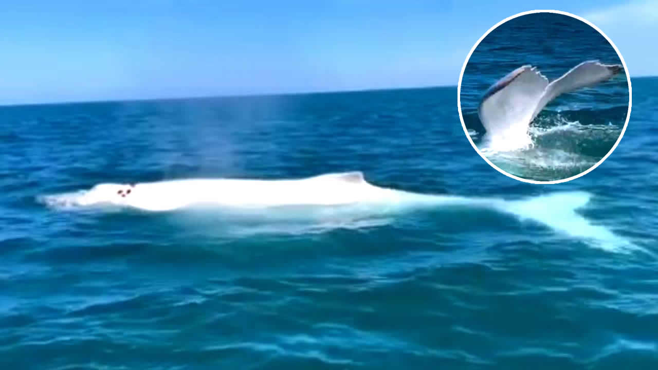 Avistan una ballena blanca en el mar de Perú | CODIGO OCULTO