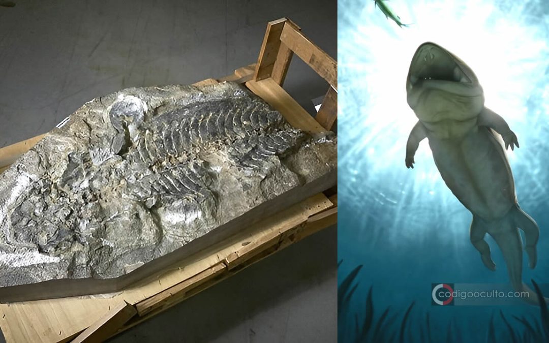 Hallan fósil de anfibio gigante depredador de 240 millones de años en un muro de contención