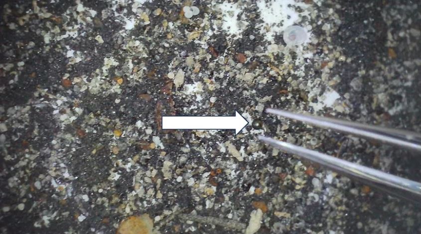 Material recolectado del trineo magnético en el sitio de IM1, que muestra una esférula rica en hierro de 0.4 milímetros de diámetro (flecha blanca) entre un fondo de hachís y otros desechos