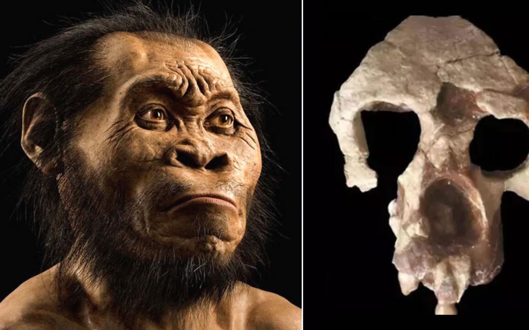 Cráneo de simio de 8.7 millones de años hallado en Turquía sugiere que antepasados evolucionaron en Europa y no en África