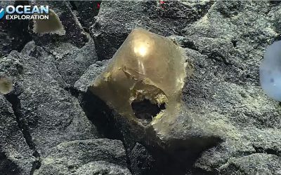 Científicos descubren un misterioso “huevo dorado” en el fondo del océano Pacífico