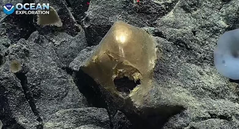 ¿Un huevo, los restos de una esponja o algo más? El misterioso objeto dorado con un agujero fue descubierto en el fondo marino frente a la costa de Alaska
