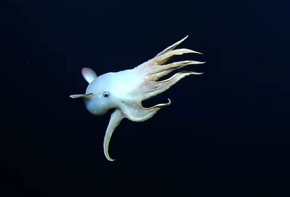 Grimpoteuthis o Pulpo "Dumbo"