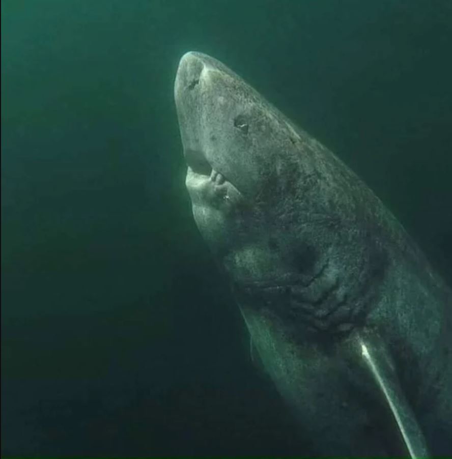 El tiburón de Groenlandia captado en el océano