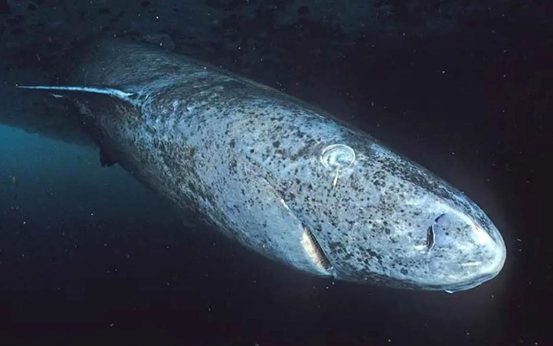 Tiburón de Groenlandia que puede vivir más de 500 años aparece en el Mar Caribe
