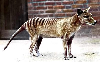Recuperan ARN del Tigre de Tasmania. Por primera vez en una especie extinta