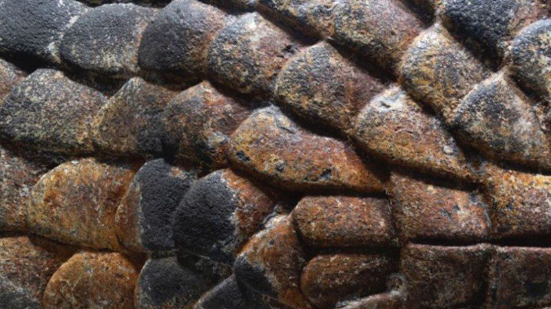 La serpiente de más de 500 años tiene escamas pintadas