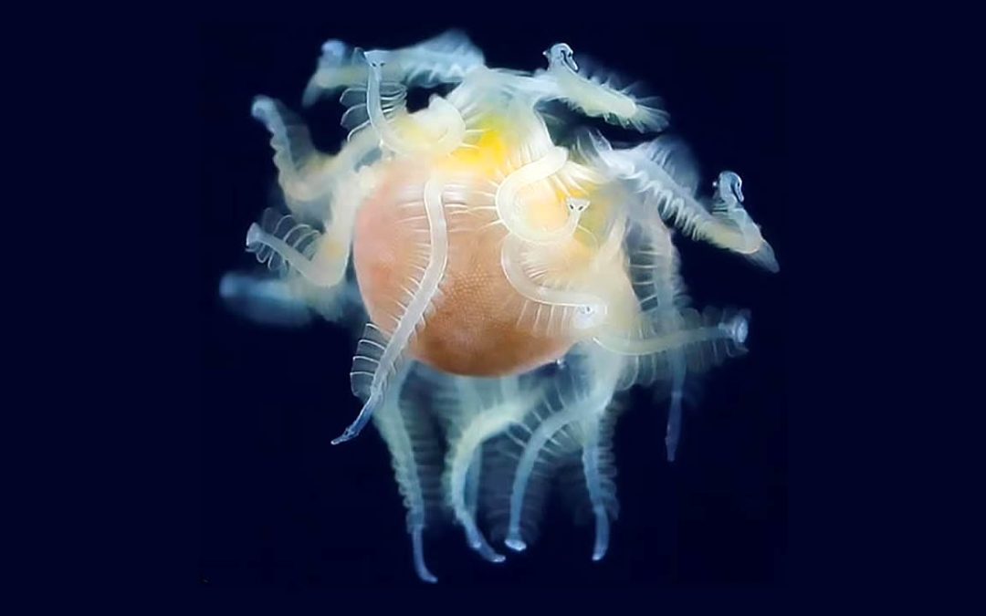 Identifican una criatura marina de aspecto “alienígena” hallada en el mar de Japón