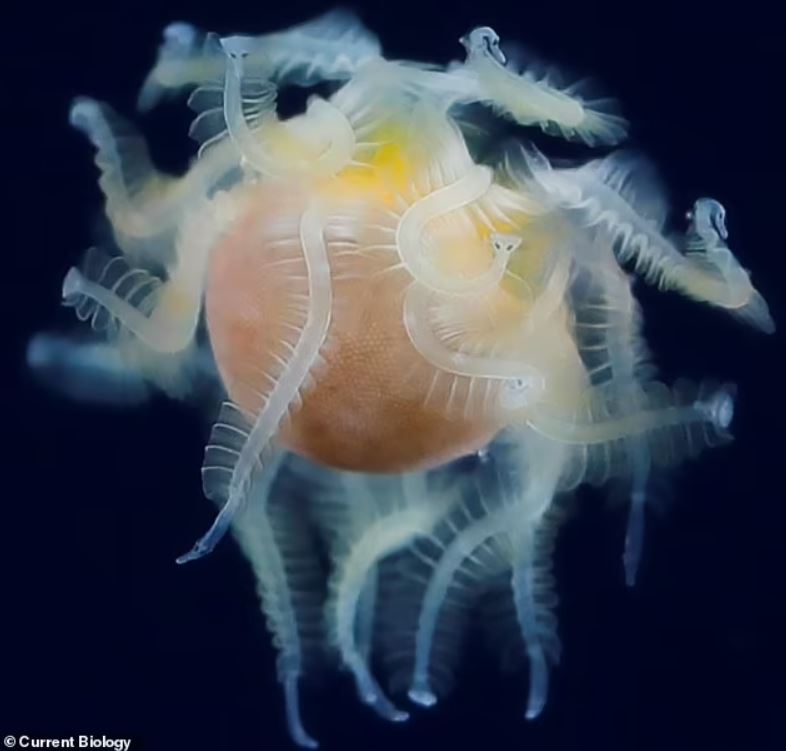 El pequeño nadador, capturado frente a las costas de Japón, dejó perplejos a los expertos que no estaban seguros de si se trataba de un gusano, un molusco o un crustáceo.