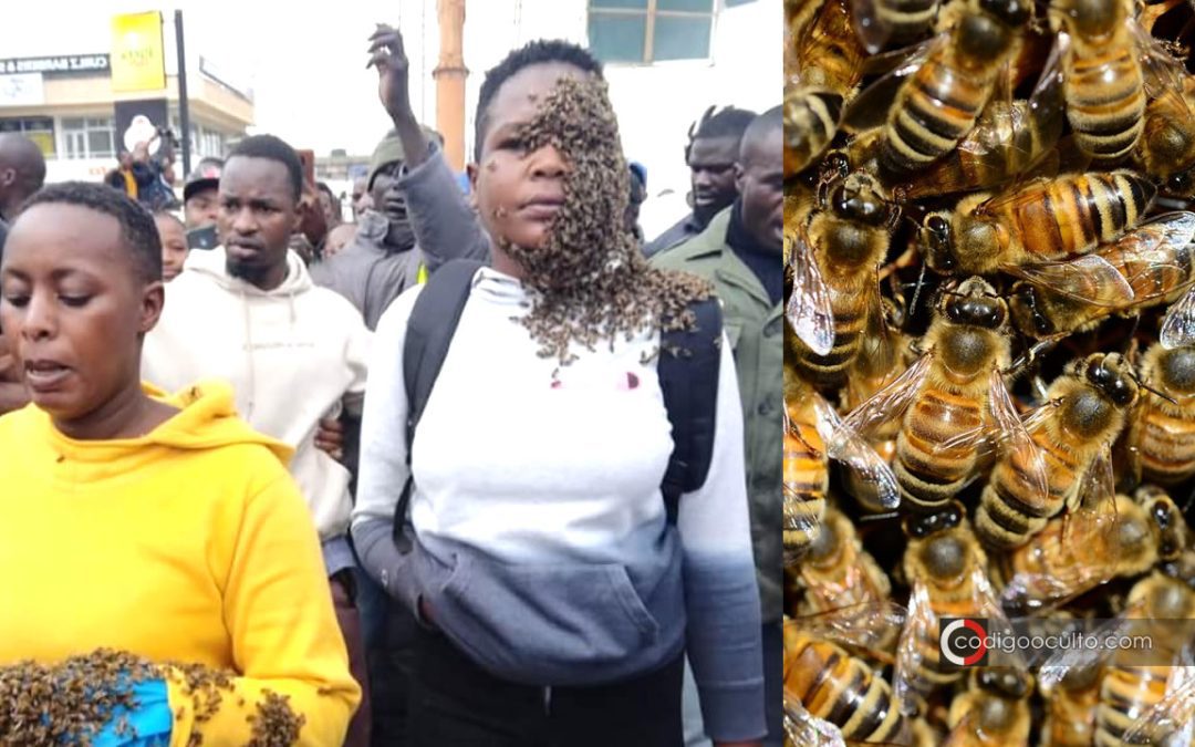 Enjambre de abejas “detienen” a dos ladrones luego que víctima pidiera ayuda a un “brujo”