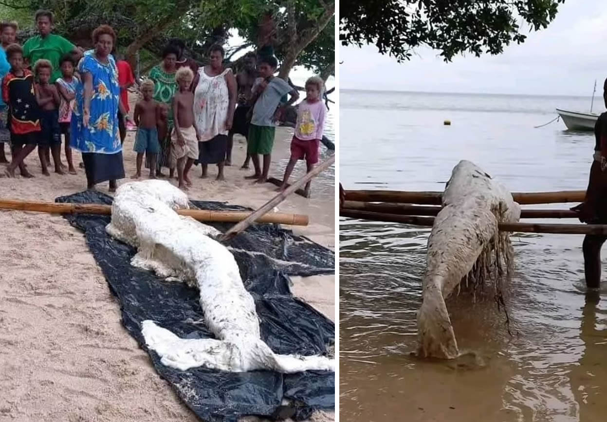 Esta misteriosa criatura, apodada "globster sirena", causó gran revuelo cuando apareció en una playa de Papúa Nueva Guinea el mes pasado.