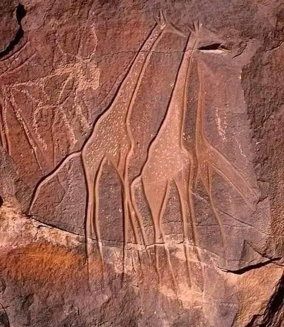 Jirafas y vaca grabadas en piedra hace 8.000 años
