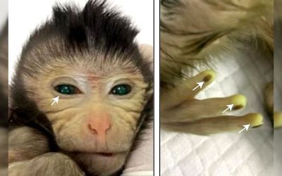 Nace un “mono quimérico”: tiene ojos verdes y dedos fluorescentes, fue modificado genéticamente