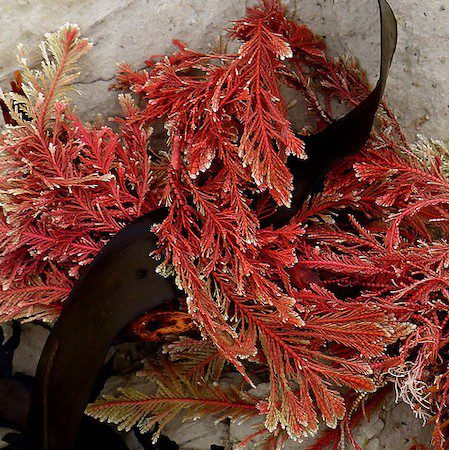 Las algas del phylum Rhodophyta son comúnmente conocidas como algas rojas, debido a que muchas especies son de este color proporcionado por el pigmento ficoeritrina