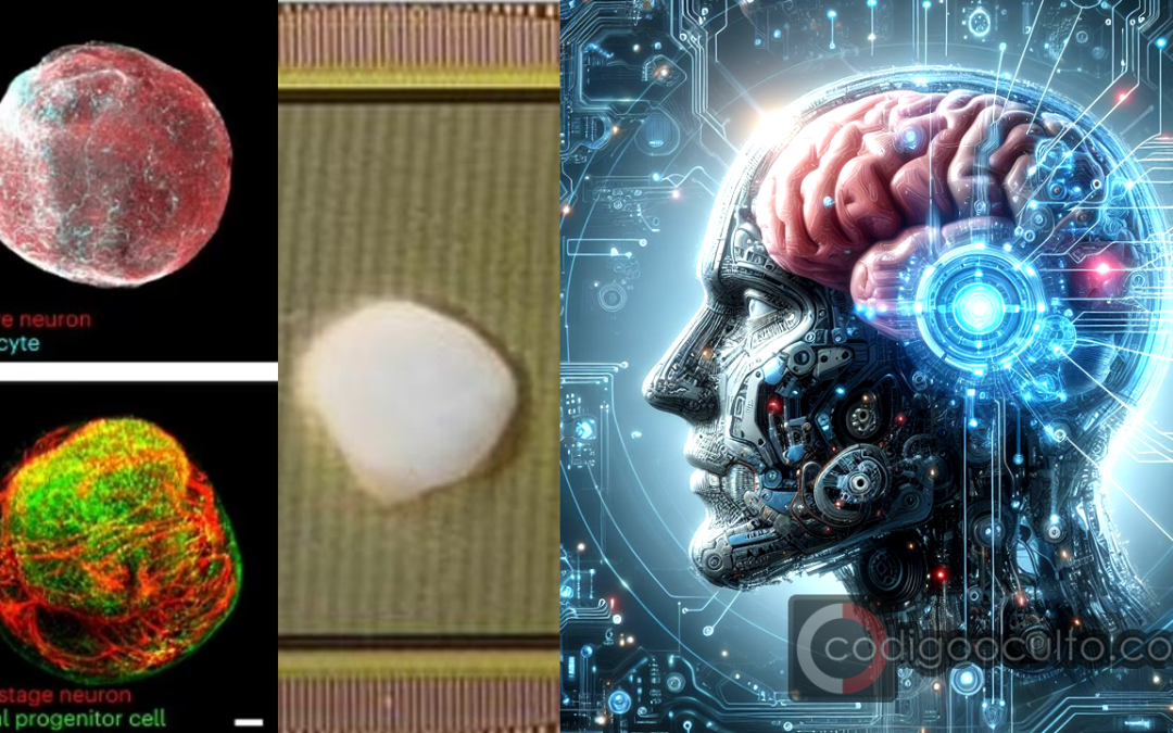 Brainoware: inventan un cerebro funcional que utiliza neuronas humanas y hardware tecnológico
