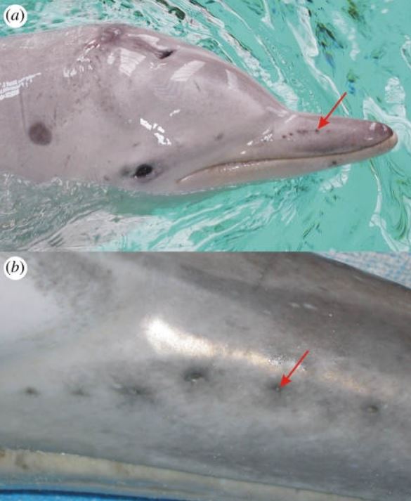 Los poros vacíos de las fosetas vibrissales en un delfín nariz de botella adulto