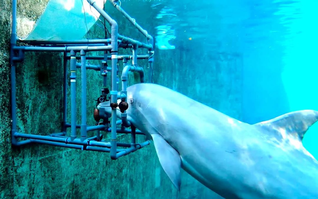 Investigación revela que los delfines nariz de botella poseen un “séptimo sentido”
