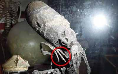 Momia de cráneo alargado y origen desconocido es expuesta en museo de Bélgica