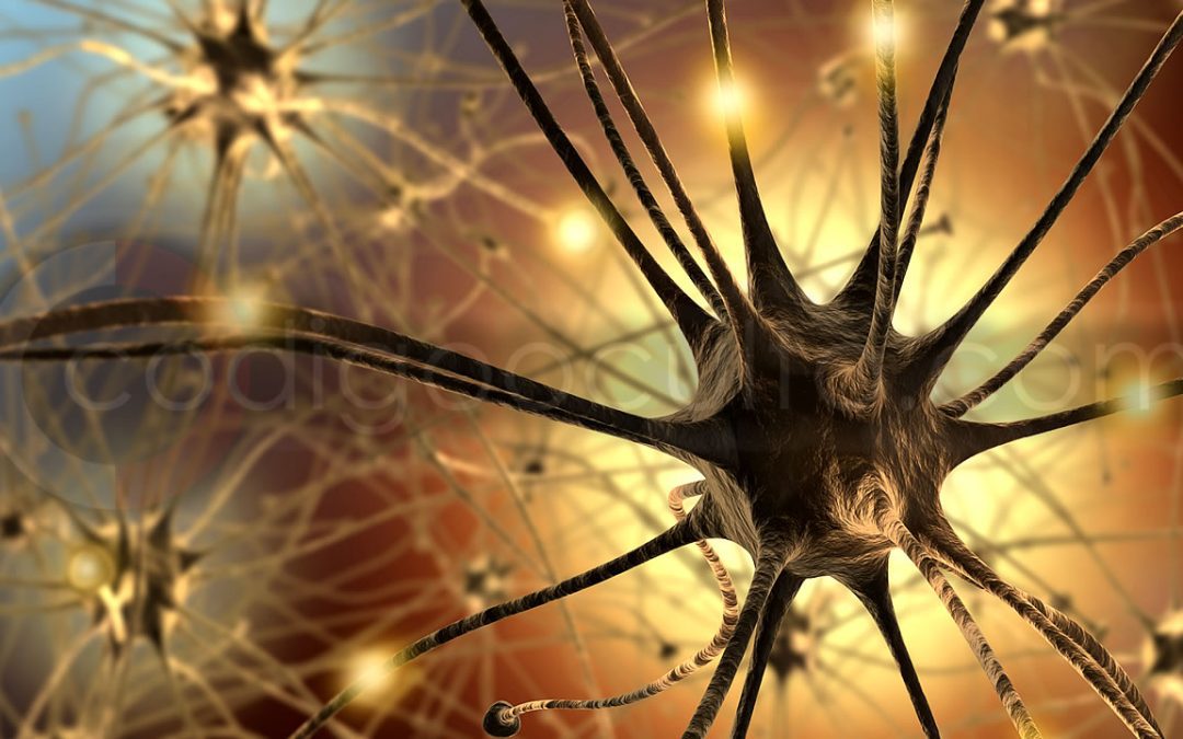 Identifican que las neuronas están distribuidas en nuestro cerebro siguiendo un patrón matemático
