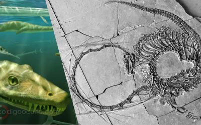 Paleontólogos descubren los restos fosilizados de un “dragón chino” de 240 millones de años por primera vez