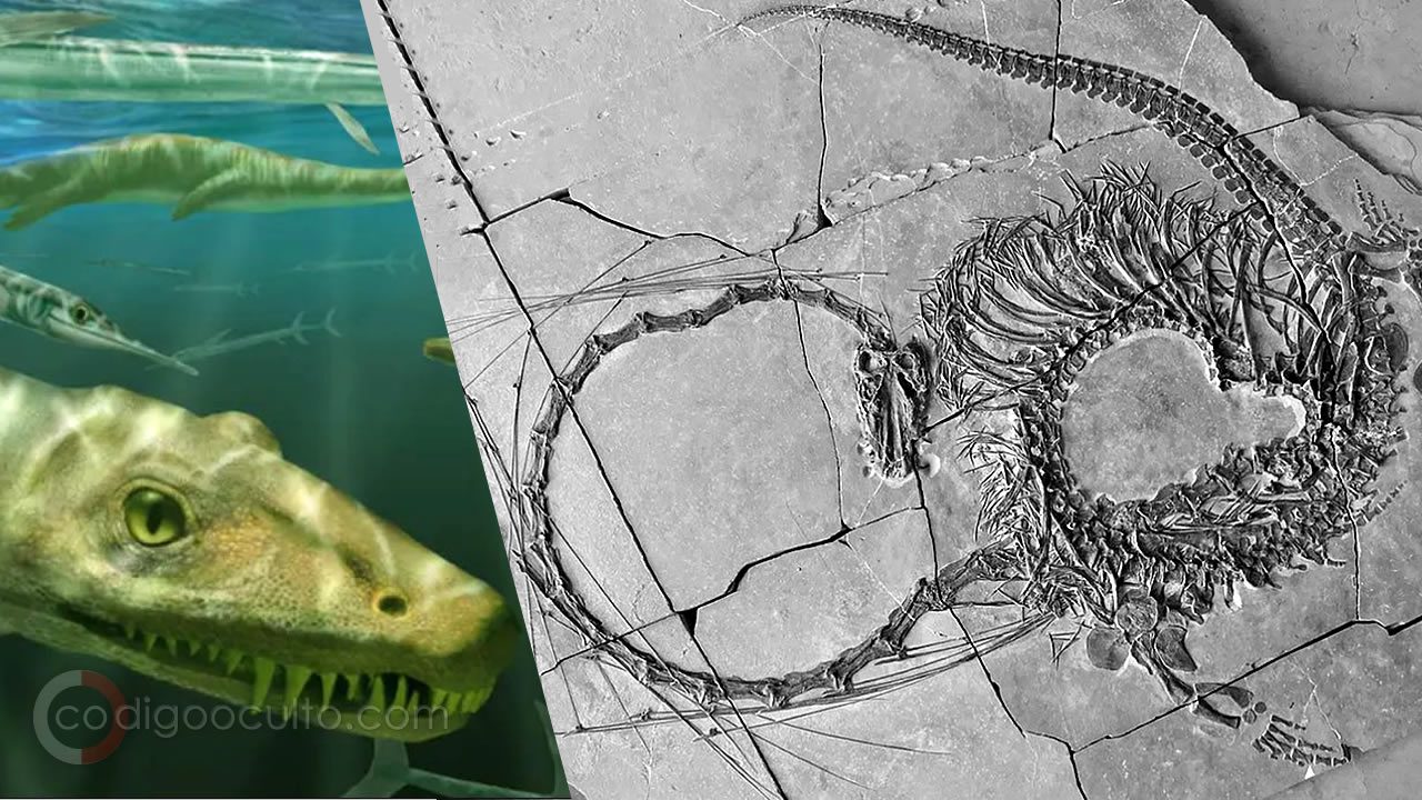 Paleontólogos descubren los restos fosilizados de un "dragón chino" de 240 millones de años por primera vez
