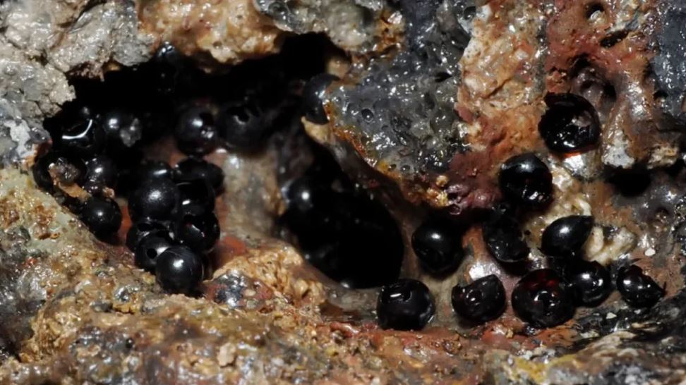 Los misteriosos huevos negros encontrados a más de 6.000 metros de profundidad en el océano Pacífico