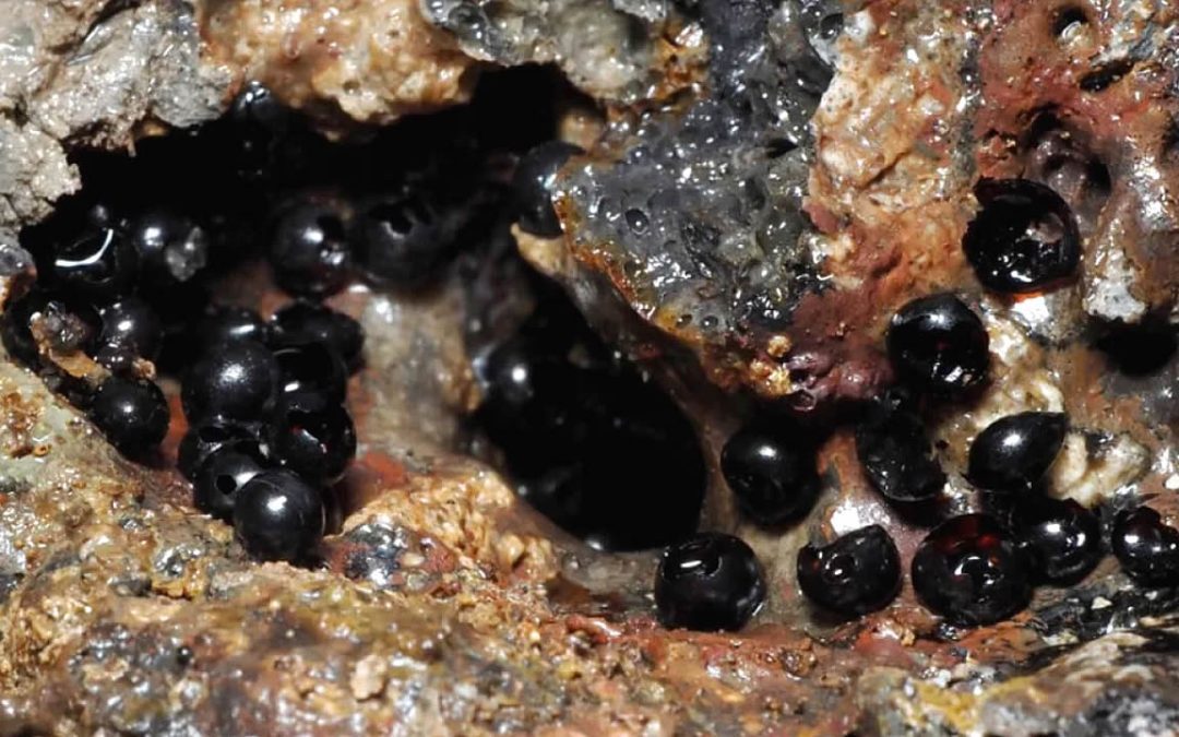 Hallan extraños huevos negros en una profunda fosa del océano Pacífico