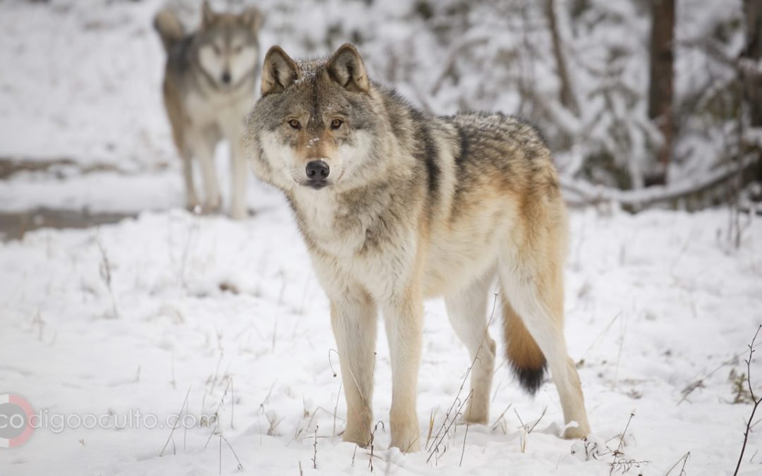 Lobos “mutantes” de Chernóbil han desarrollado capacidades anticancerígenas