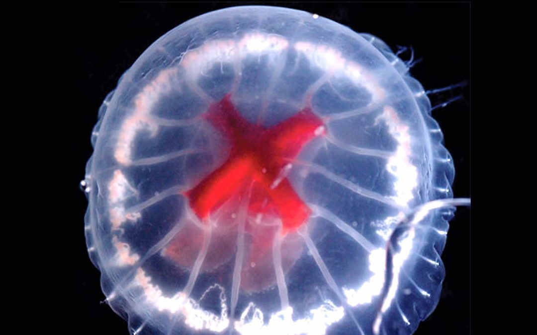 Extraña medusa con una cruz roja en el estómago es descubierta en una caldera volcánica en Japón