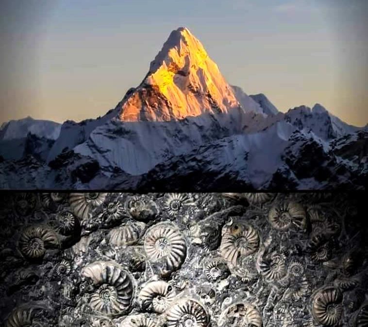 Fósiles marinos en la cima del monte Everest