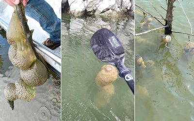 Extrañas “cápsulas de huevos” de apariencia “alienígena” aparecen en un lago de Oklahoma