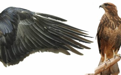 Científicos descubren un antiguo patrón oculto en las plumas de las aves